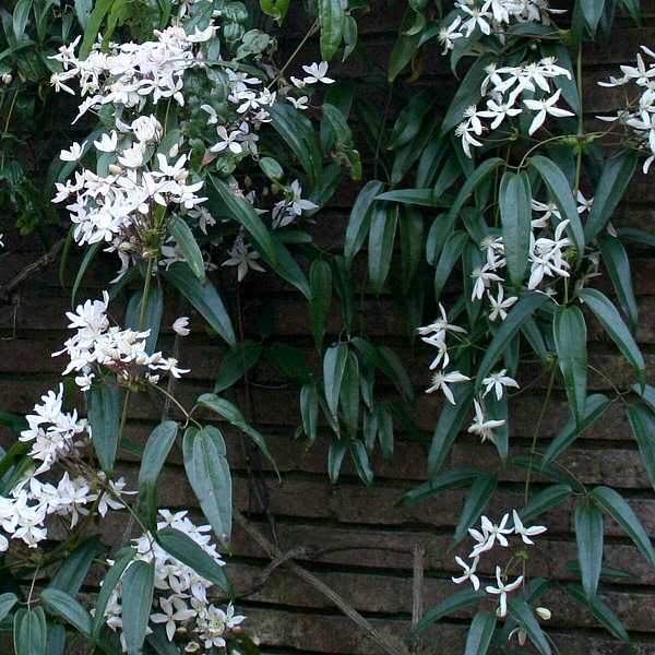 Clematis armandii